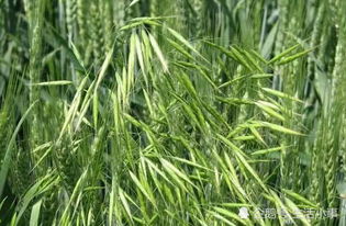 南方水稻， 北方小麦：主食的差异