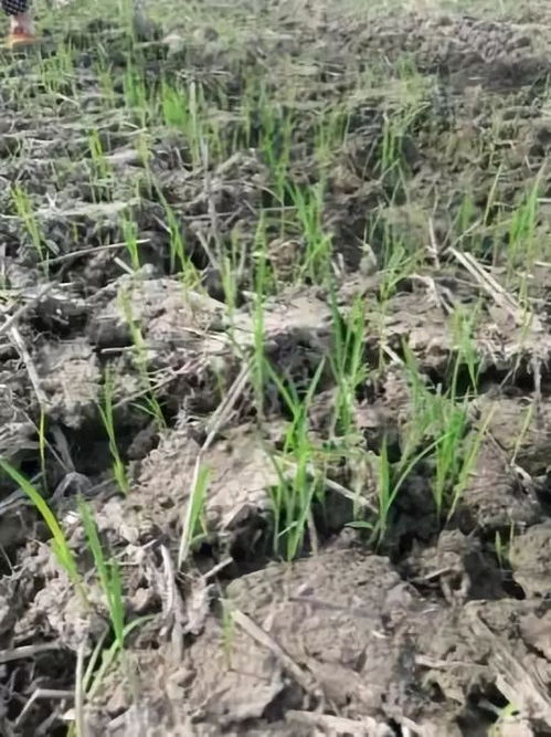 如何使用扑草净？