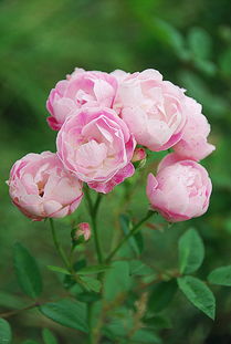 鸟类与月季花的美丽邂逅