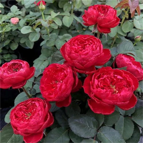 茶花女月季嫁接的棒棒糖月季树