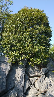 第三步：浇水，要适量