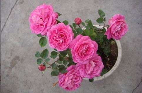 月季花枯萎，如何拯救？