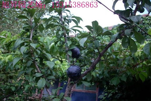 柿子树种植时如何根据柿子养殖方法确保柿子树生长健康并提高产量
