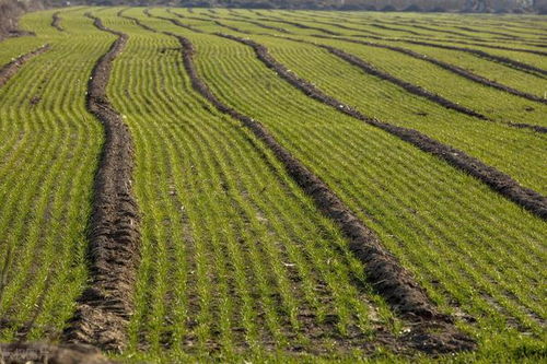 小麦种植:冬小麦和春小麦