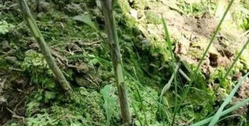 樱桃树嫁接选什么砧木好？新手必看嫁接技巧