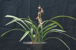 建兰与翠菊：优雅与活力并存