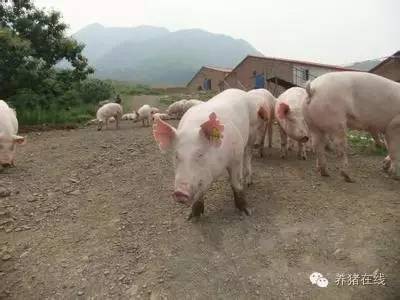 如何科学管理后备母猪营养与体况确保Zui佳体况？