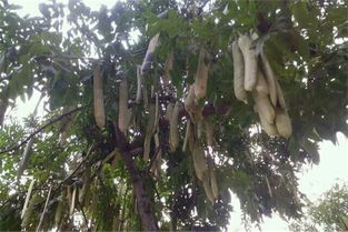 在哪些地方种植皂角树Zui合适？如何避开三大误区省下5万苗木费？