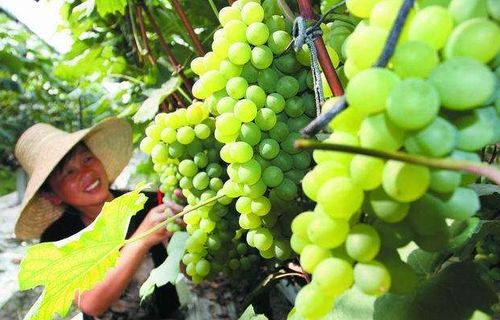 短视频告诉你：甲霜灵与精甲霜灵的区别