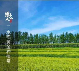 揭秘稻米家族：粳籼差异与共融之道