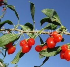 宁杞5号，母树之谜