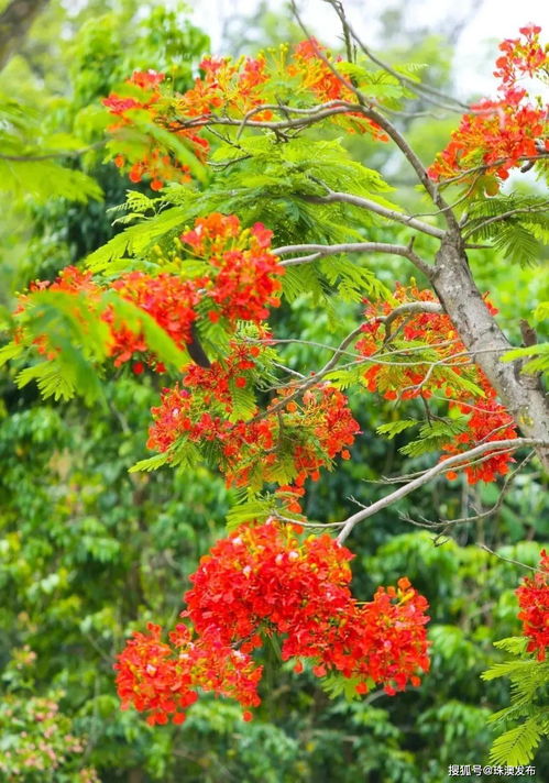 凤凰花，美丽如凤凰涅槃