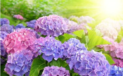 绣球花水养秘籍，直接放水也能美！