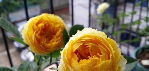 月季的优缺点分析