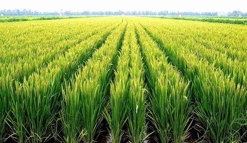 移栽或直播20天施药， 防治蓟马二化螟