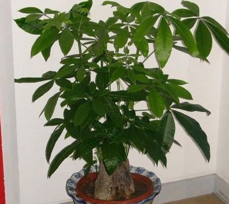 1. 发财树：招财进宝， 又美又健康