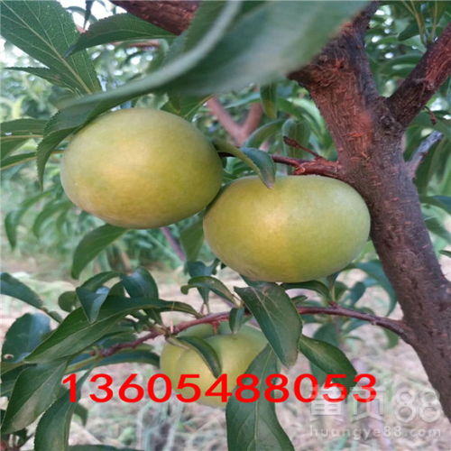 李子树苗在什么季节栽种最适宜？有哪些栽培种植技术要点需要注意