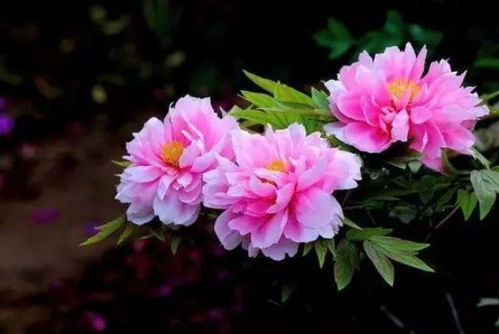 牡丹花适合属兔？想养牡丹花的进来看看