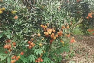 文冠果树苗在什么季节种植最适宜？文冠果栽培技术要点有哪些
