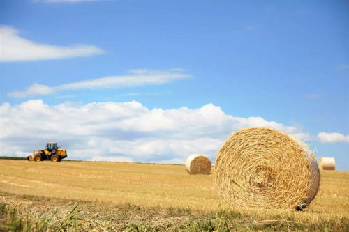 天津滨海新区秸秆综合利用：绿色行动推进，生态平衡显成效