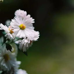 彩云之南的养花传说