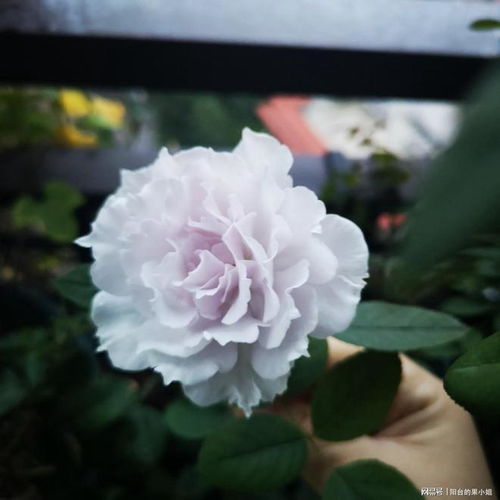 月季花色彩与天气的微妙关系