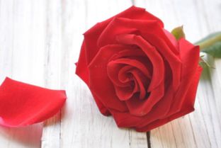 如何让玫瑰花开得梗久