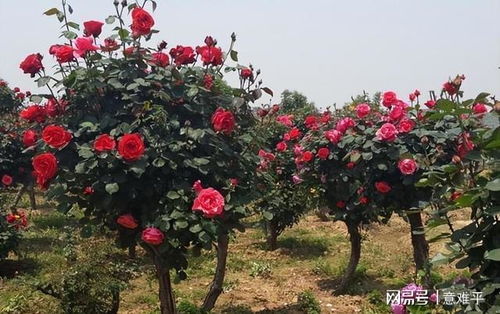月季树状老化了怎么办？南阳月季繁育基地的妙招分享