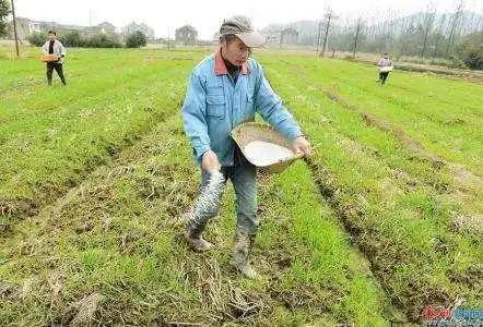 底肥的重要性
