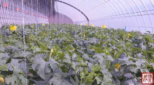 提升花卉品质：揭秘高端花卉生产中的关键技术环节