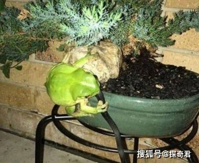 盆栽为何突然凋谢？