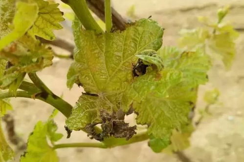 症状一：叶子黄了、 坏了