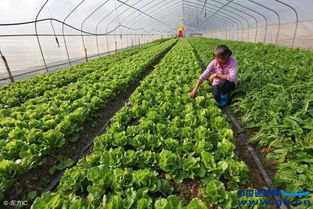 清洗蔬菜， 有技巧