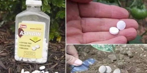 花草博士快速生根液和阿司匹林生根水混合比例及具体使用方法是什么？