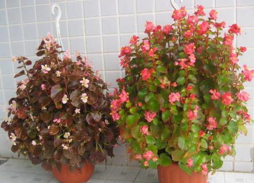 六种四季开花植物推荐