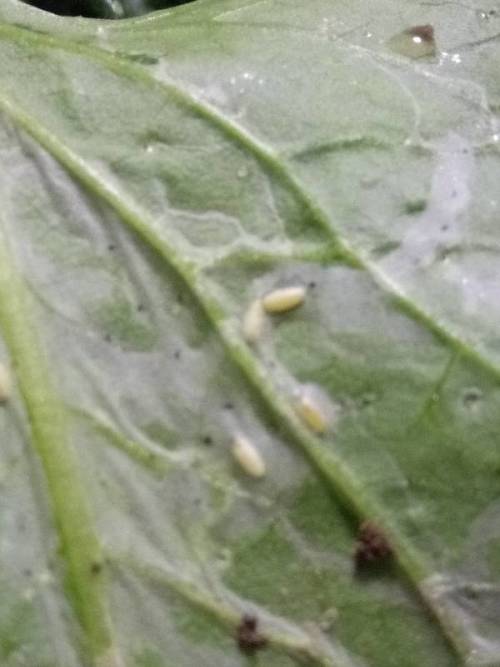 不易生虫子的蔬菜：葱、韭菜、番薯叶、人参草、芦荟、角菜.