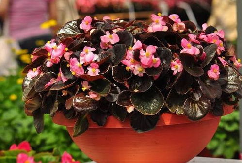 花友的施肥日记：天气与施肥的微妙关系