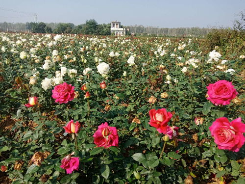 南阳月季的历史渊源