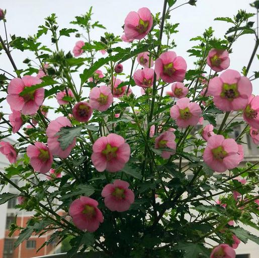 3、 施肥：施肥要适量