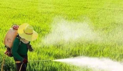 防治甘蔗梢腐病的小技巧