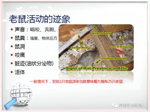 规模化养殖场常见问题：疫病防控、饲料浪费、环境治理