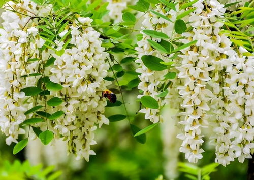 槐树，见证岁月的变迁