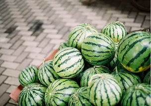 西瓜如碧玉盘，夏日里藏着清凉的秘密吗