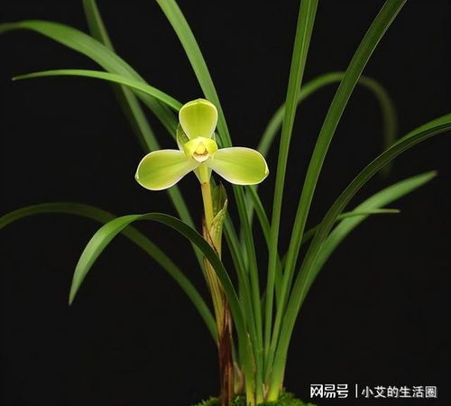 新手选品时如何避免选择到劣质品种？