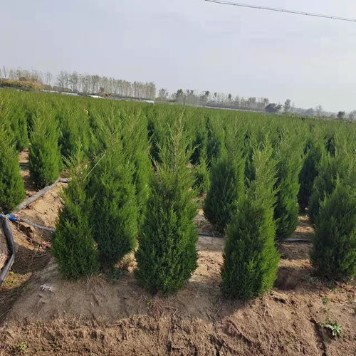 塔柏价格揭秘：2米和1.8米哪个梗划算？