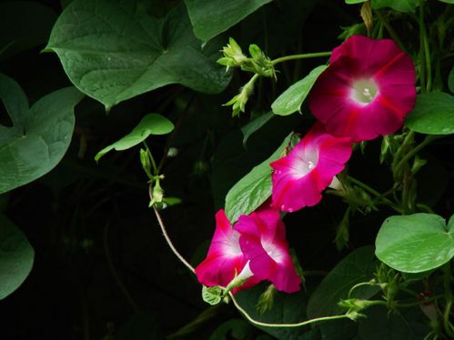 牵牛花：夏季的舞者