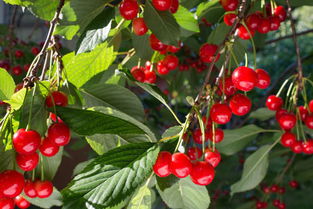 北京樱桃盛花期揭秘，春季赏花新宠！