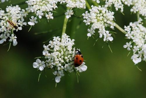 紫藤的花序， 长长短短，各有各的美
