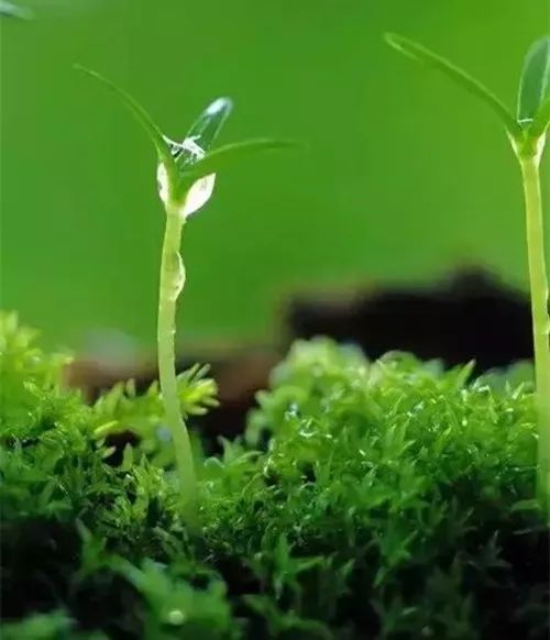 地表的春天使者