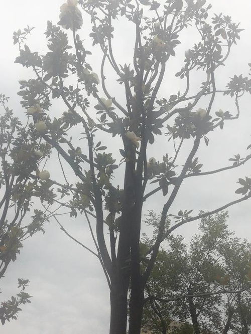 开白花的树有哪些？你知道吗